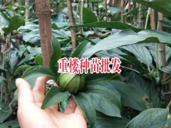 云南文山州馬關(guān)縣滇重樓苗多少錢?_14736739836圖1