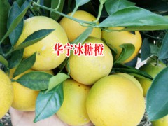 云南冰糖橙批發(fā)_云南冰糖橙價(jià)格_華寧冰糖橙價(jià)格圖1