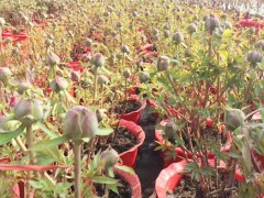油用牡丹苗什么時候種植好?_油用牡丹客服是多少?圖2