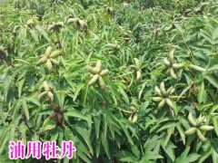 2018油用牡丹自繁自育廠家_油用牡丹批發(fā)產(chǎn)商圖1