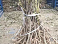 哪里的油用牡丹是產(chǎn)量高、含油量高_(dá)圖2