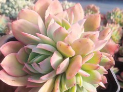 五十鈴玉_五十鈴玉(黃棒葉花)-圖1