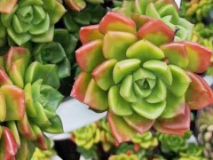 昆明多肉植物銷(xiāo)售：昆明多肉植物基地0871-64155848圖2