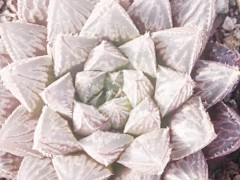 昆明多肉植物銷(xiāo)售：昆明多肉植物基地0871-64155848圖3
