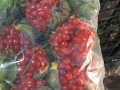 重樓肥土管理_重樓種植如何肥土方法-圖3