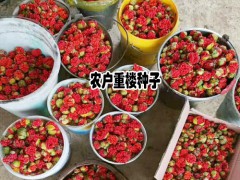 重樓種植投入產出比例介紹_圖1