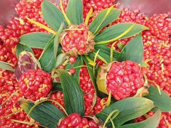 麗江重樓_麗江重樓種植_麗江重樓對生長環(huán)境有哪些要求?圖2