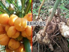 種黃精賺錢嗎_昆明市祿勸縣九龍鄉(xiāng)滇黃精種植基圖2