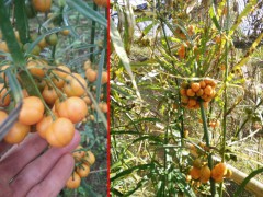 種黃精賺錢嗎_昆明市祿勸縣九龍鄉(xiāng)滇黃精種植基圖3