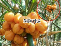 黃精種子_黃精種子價(jià)格問(wèn)題圖3