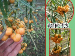 黃精種子什么時(shí)候成熟圖1