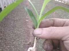 河南白芨種苗價(jià)格_15924791418圖3
