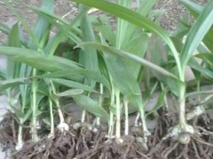 高產(chǎn)白芨能達多少?_會澤縣思農(nóng)種植有限公司圖1