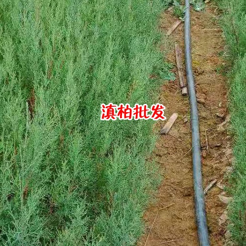 云南滇柏產(chǎn)區(qū)價(jià)格_今年滇柏銷售基地價(jià)格網(wǎng)