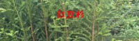 滇榿木苗、旱冬瓜苗、杉木苗