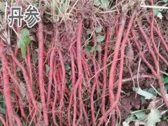 丹參什么時(shí)間扦插種植好+時(shí)間圖2