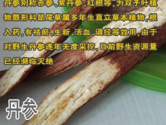 丹參什么時(shí)間扦插種植好+時(shí)間圖3