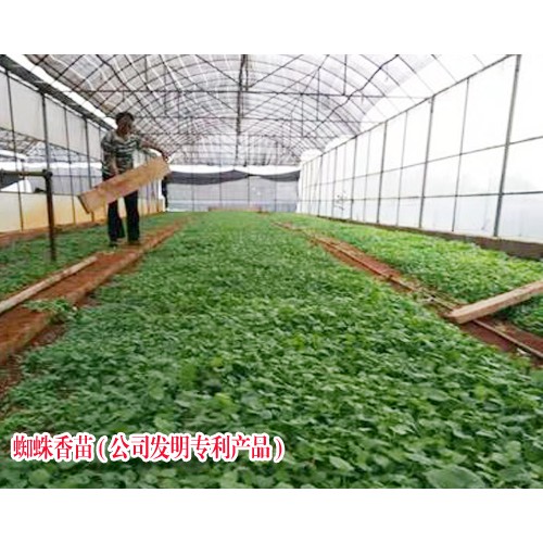 2018蜘蛛香多少錢一斤？