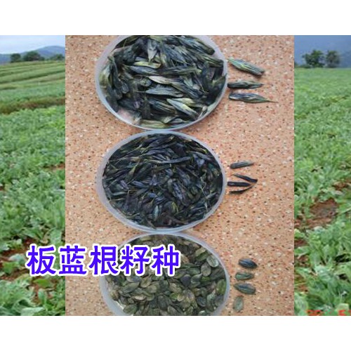 板藍(lán)根早春播、春播、夏播和秋播有什么不同