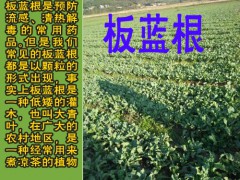 板藍(lán)根早春播、春播、夏播和秋播有什么不同圖2