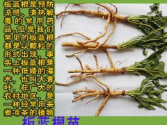 板藍(lán)根早春播、春播、夏播和秋播有什么不同圖3