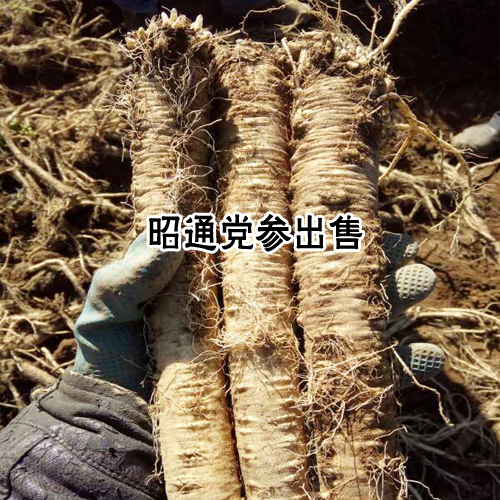 2020黨參種子價(jià)格?