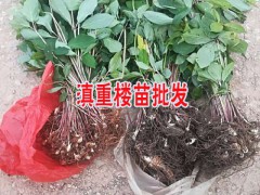 重樓育苗的較好時間圖2
