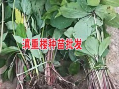 一畝重樓收獲多少重樓干貨圖1