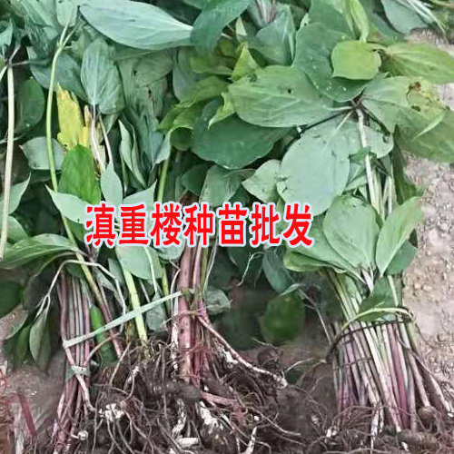 一畝重樓收獲多少重樓干貨