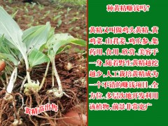 廣東廣州市花都區(qū)白芨苗的價(jià)格圖2