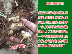 富源三叉白芨苗選地方法介紹,幾年可以采收?qǐng)D2