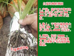 1985-2001年白芨行情統(tǒng)計(jì)表圖1