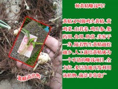 黃精種苗價(jià)格_云南黃精種苗廠家圖2