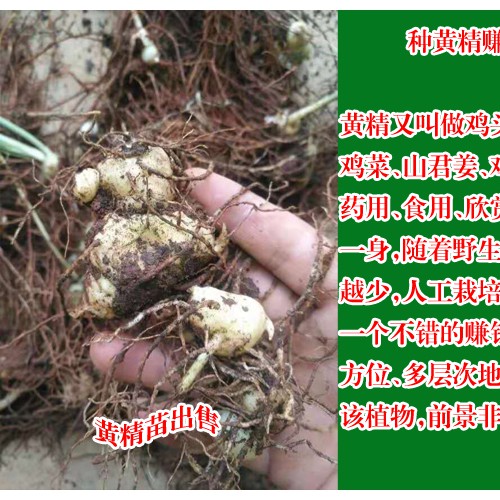 四川黃精種苗_黃精種苗--1.3/棵平穩(wěn)