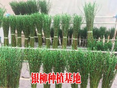 四川銀柳基地_銀柳怎么養(yǎng)才好富貴竹放家里哪個位置好圖2