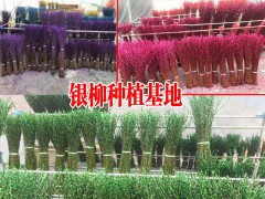 四川銀柳基地_銀柳怎么養(yǎng)才好富貴竹放家里哪個位置好圖3