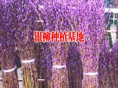 今日銀柳的參考價格是多少?(附圖)圖1