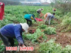 食用玫瑰種植賺錢(qián)嗎圖2