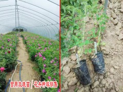 食用玫瑰種植賺錢(qián)嗎圖3