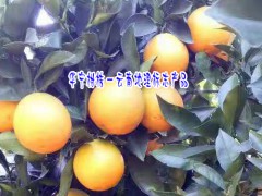 云南融橙柑桔圖片_華寧柑桔種植專業(yè)合作社圖1