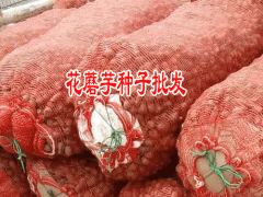 云南魔芋畝產(chǎn)值為1.8萬元_15887567055微信同號圖2
