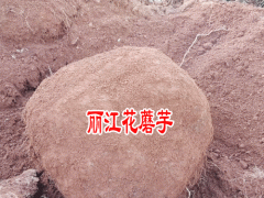 魔芋收購(gòu)價(jià)格_15887567055微信同號(hào)圖3