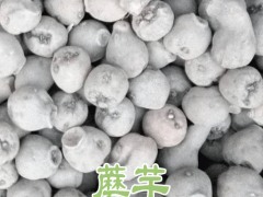 魔芋播種方法——麗江市大安鄉(xiāng)黑花桿蘑芋種植基地圖1