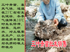 三葉青藥市_三葉青行情統(tǒng)貨售價(jià)在多少圖2