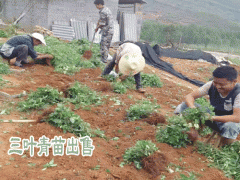 三葉青如何種植_三葉青種植幾年可收圖1