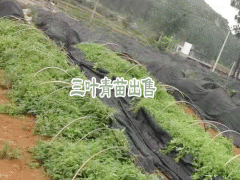 三葉青如何種植_三葉青種植幾年可收圖2