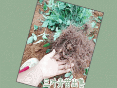 三葉青如何種植_三葉青種植幾年可收圖3