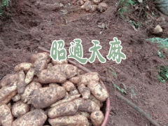 天麻昭通產(chǎn)區(qū)_云南昭通天麻作用圖1