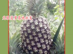 吃菠蘿不用挖眼眼_云南無眼菠蘿圖1