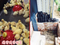 小鵝苗_鵝苗多少錢?圖1